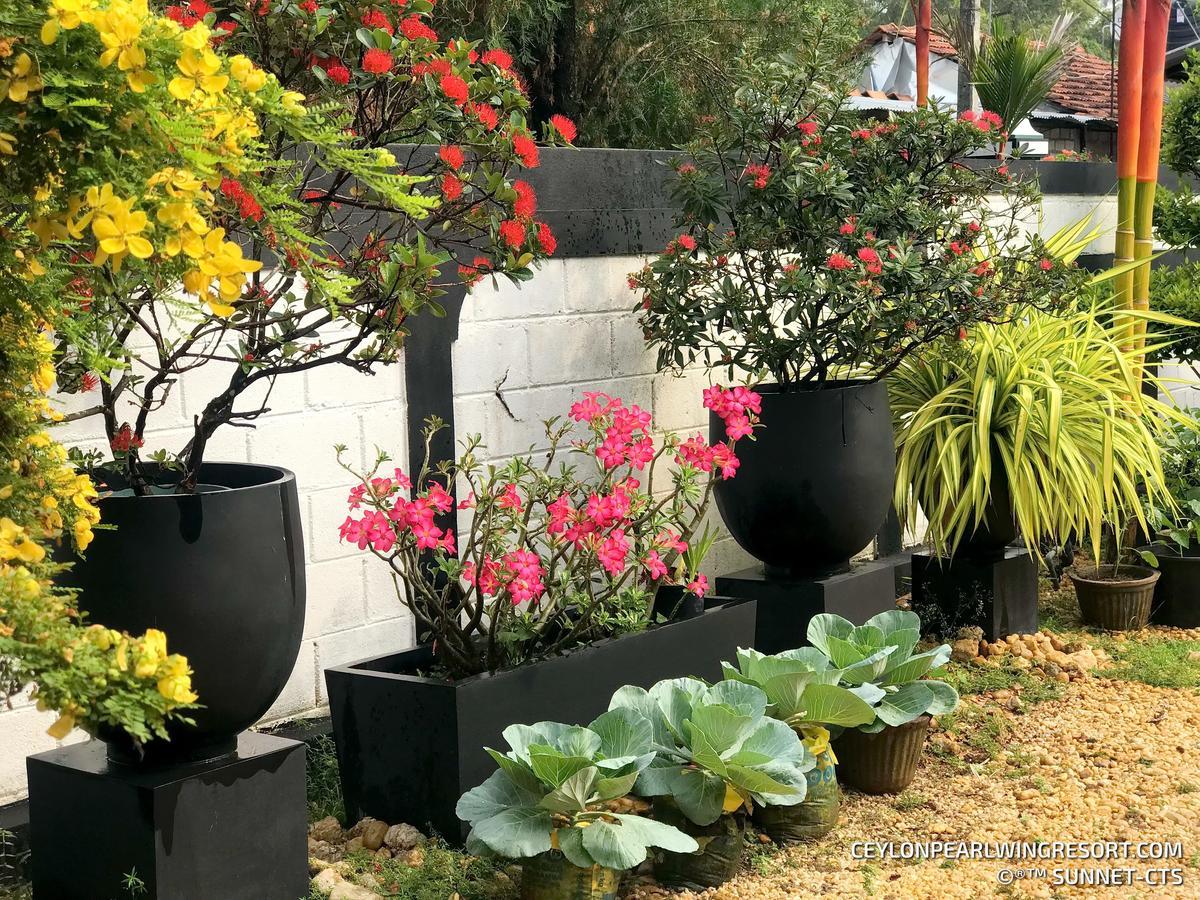 נגומבו Ceylon Pearlwing Resort מראה חיצוני תמונה