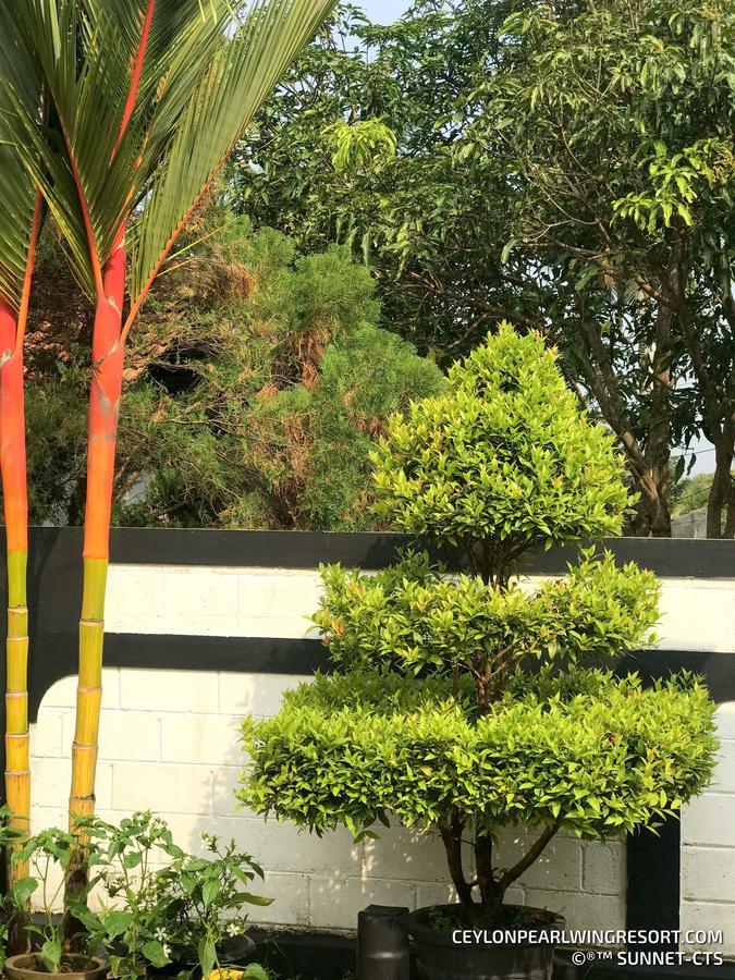 נגומבו Ceylon Pearlwing Resort מראה חיצוני תמונה